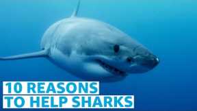 Ten Reasons Sharks Need Us Now More Than Ever | Prime Video