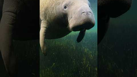 Whatever appears you believed a manatee makes, think again. #Earthsounds