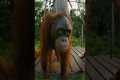 Go face-to-face with young orangutans 