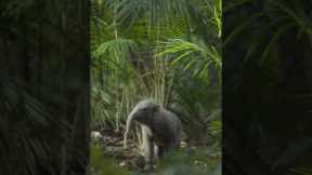 These little guys really existed. #PrehistoricPlanetIceAge — Now Streaming