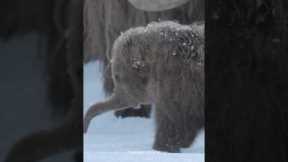 She's ready to face the elements. #PrehistoricPlanetIceAge — Now Streaming