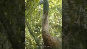 She loves a short king. #PrehistoricPlanetIceAge