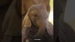 Meet Wam a little elephant with a lot to learn before he gets reintroduced to the wild #BornToBeWild