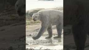 Is it cake? #PrehistoricPlanetIceAge