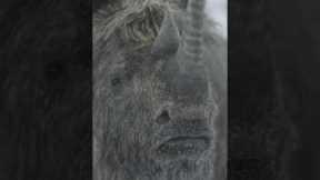 Even grandma can run 20 miles per hour. #PrehistoricPlanetIceAge