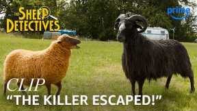 Murder Investigation Begins | The Sheep Detectives | Clip | Prime Video
